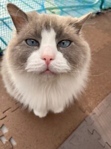 巡回入浴派遣の様子